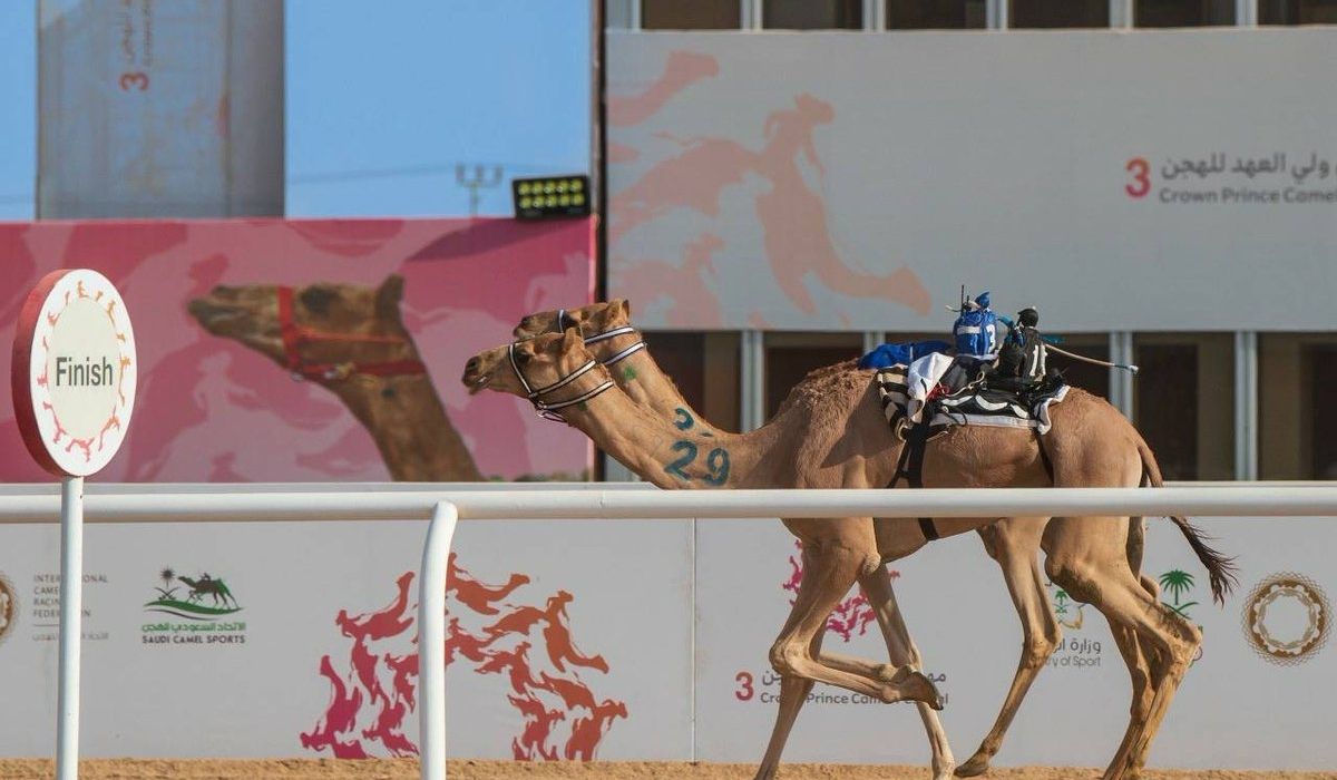Qatari Camels Excel in Saudi Crown Prince Camel Festival